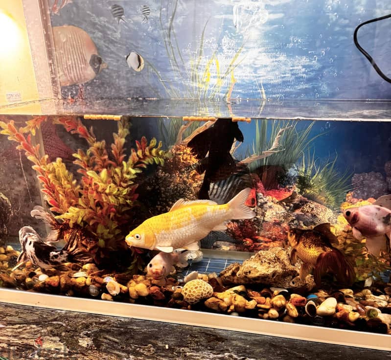 Big Aquarium(115cmx45cm) with 8 beautiful and healthy fish 1