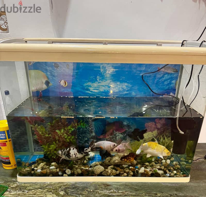 Big Aquarium(115cmx45cm) with 8 beautiful and healthy fish 2