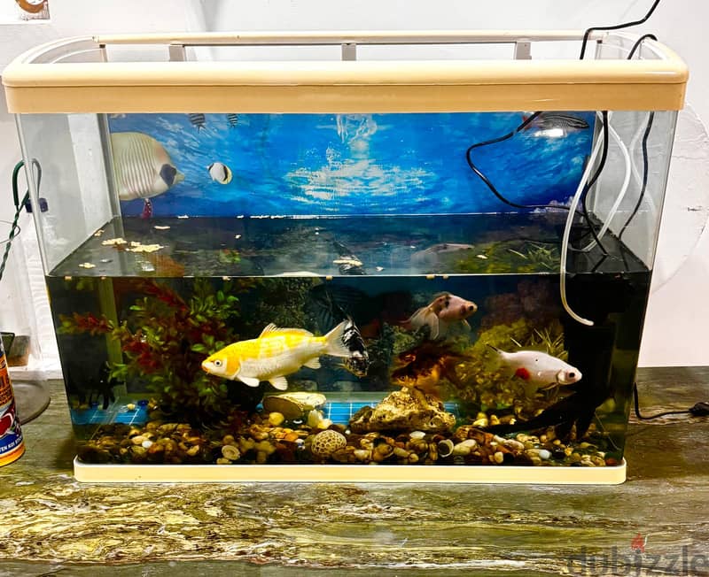 Big Aquarium(115cmx45cm) with 8 beautiful and healthy fish 3