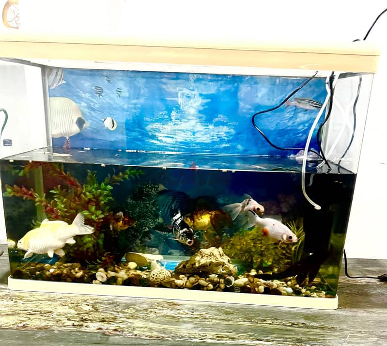 Big Aquarium(115cmx45cm) with 8 beautiful and healthy fish 4