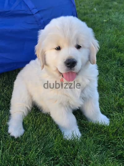 Golden Retriever//Whatsapp Me (+966) 588993320