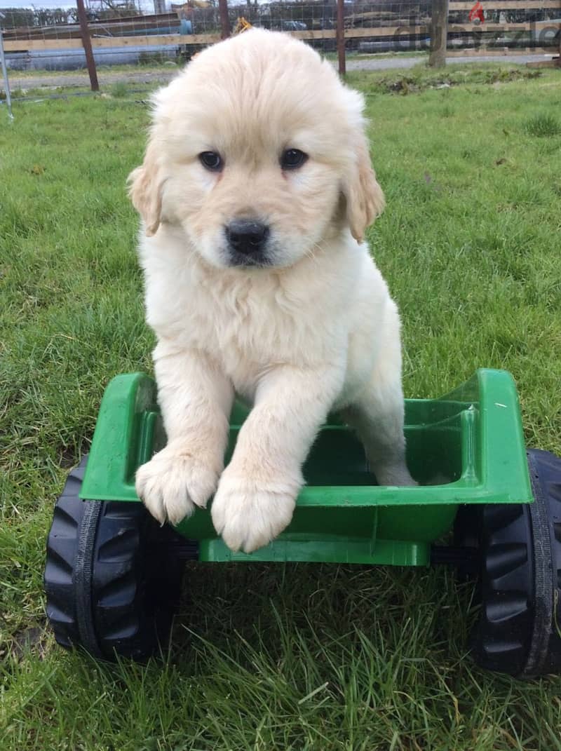 Golden Retriever//Whatsapp Me (+966) 588993320 1