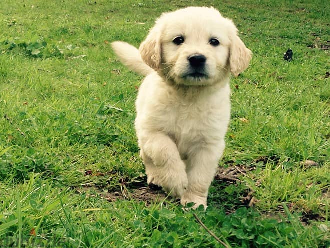 Whatsapp Me (+966) 588993320//Golden Retriever 1