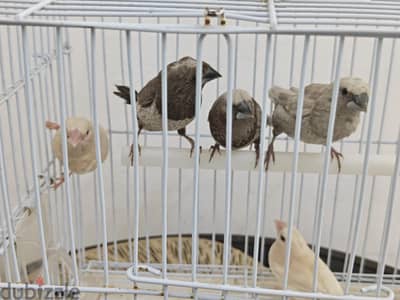 Foster Benglese 2 red eye 2 crested 1 pearl