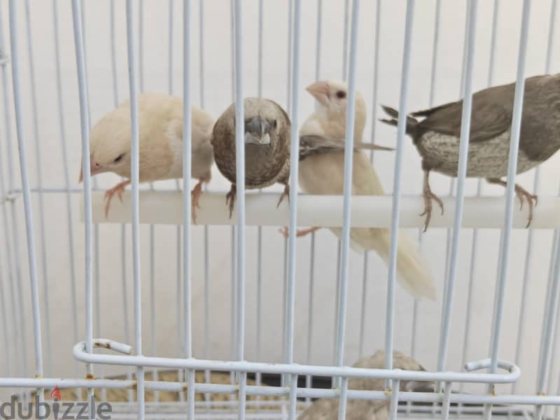 Foster Benglese 2 red eye 2 crested 1 pearl 1