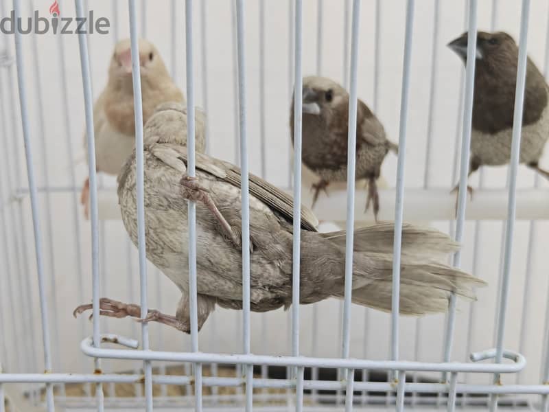 Foster Benglese 2 red eye 2 crested 1 pearl 2