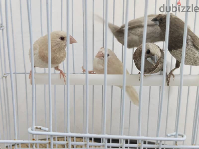 Foster Benglese 2 red eye 2 crested 1 pearl 3