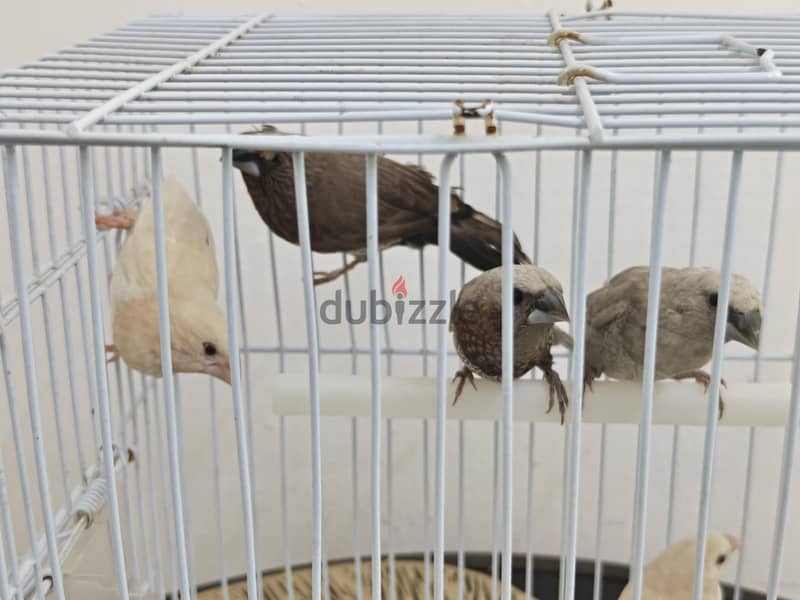 Foster Benglese 2 red eye 2 crested 1 pearl 4