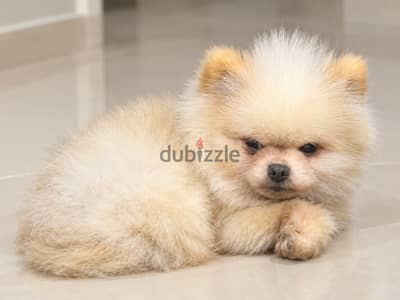 Cream Mini pomeranian