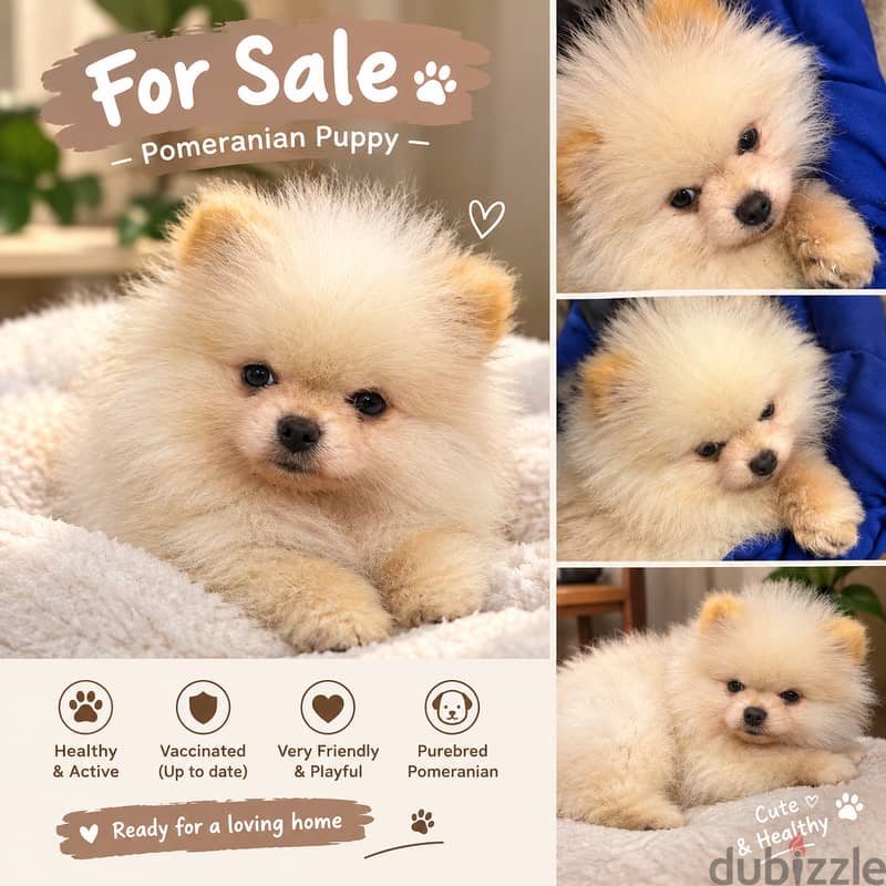 Cream Mini pomeranian 1