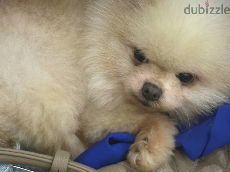 Cream Mini pomeranian 2
