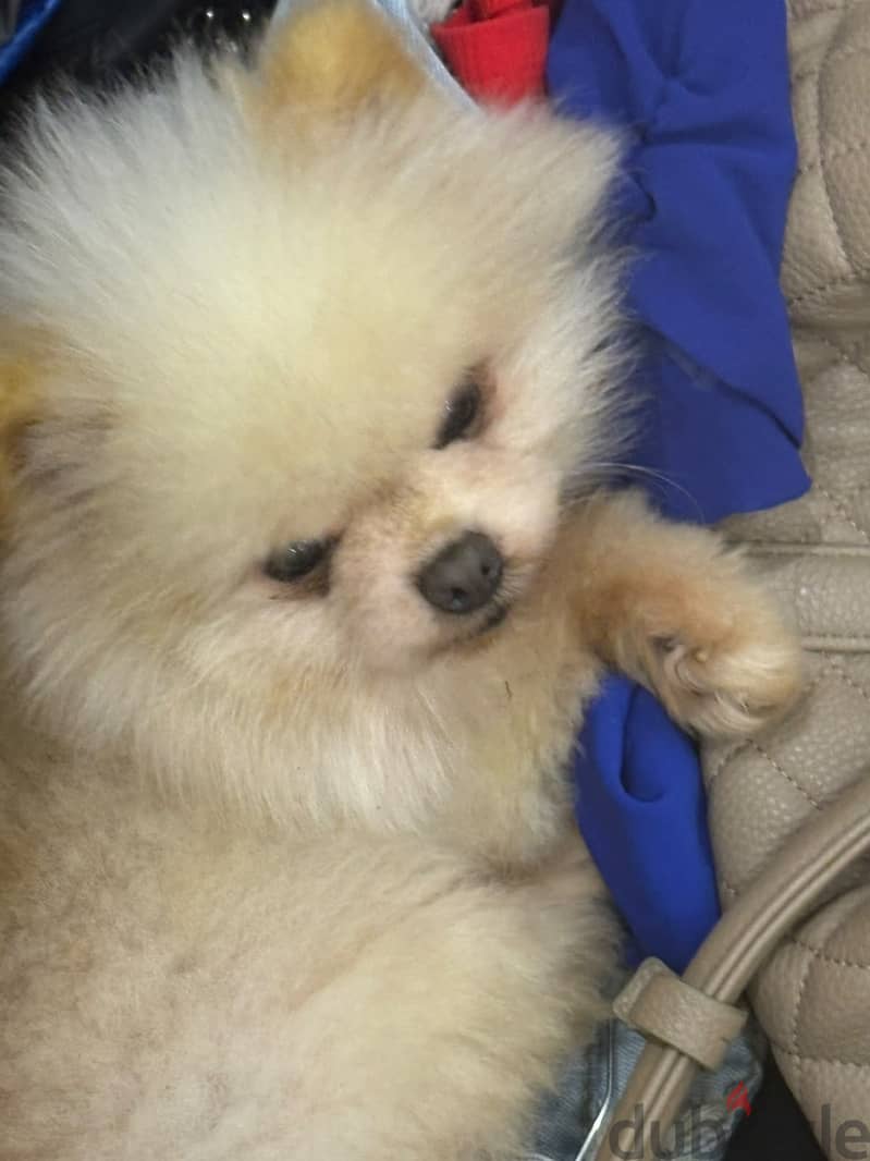 Cream Mini pomeranian 3