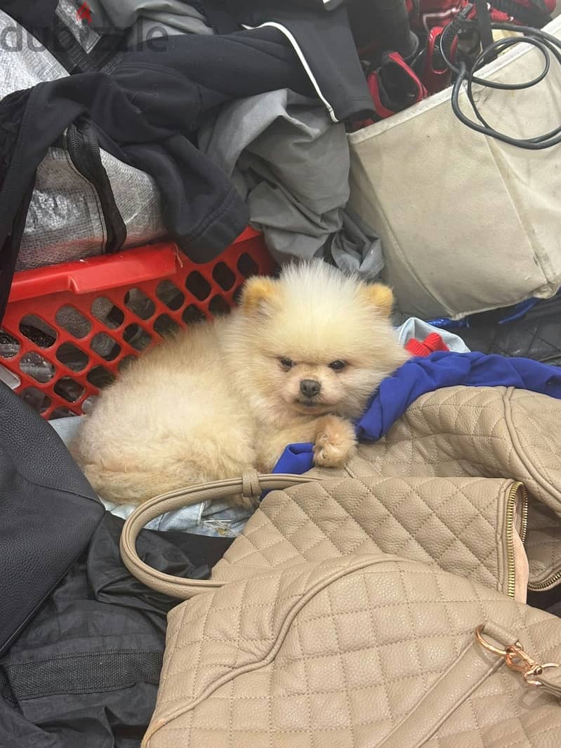 Cream Mini pomeranian 4