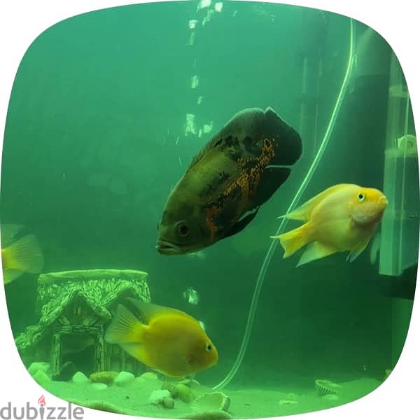 tiger Oscar and Acara  peacock 2