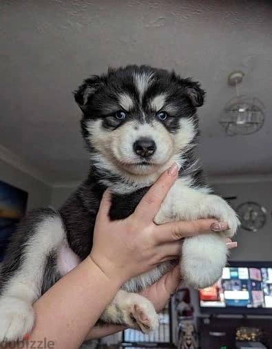 Siberian Husky//Whatsapp Me (+966) 588993320 1