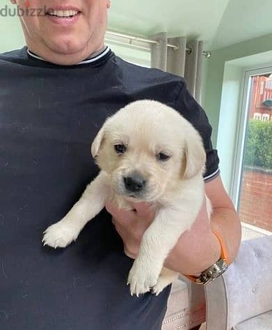 Labrador Puppies//Whatsapp Me +966 (583)921348 1