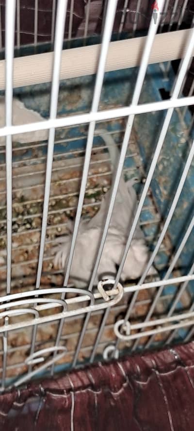 Healthy budgie pair is for sale