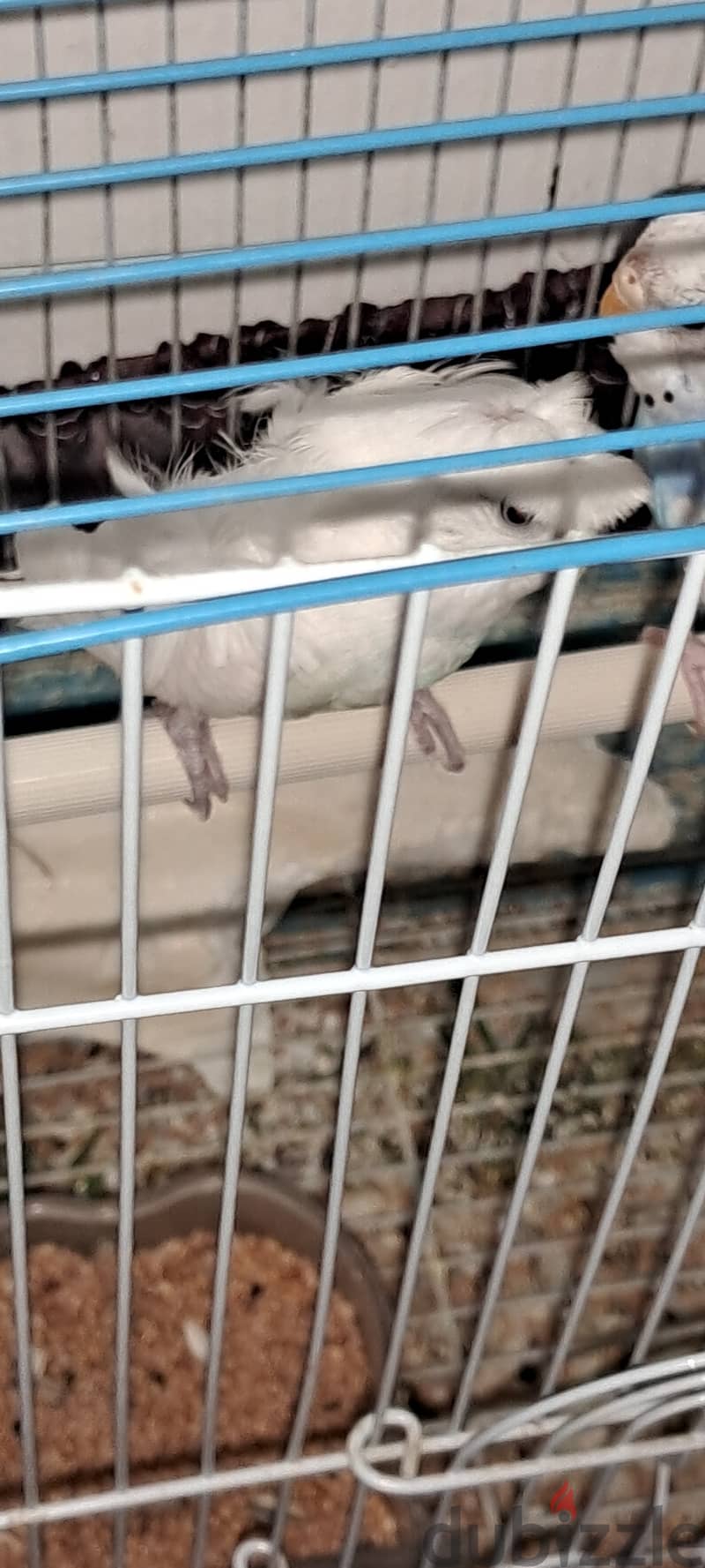 Healthy budgie pair is for sale 1