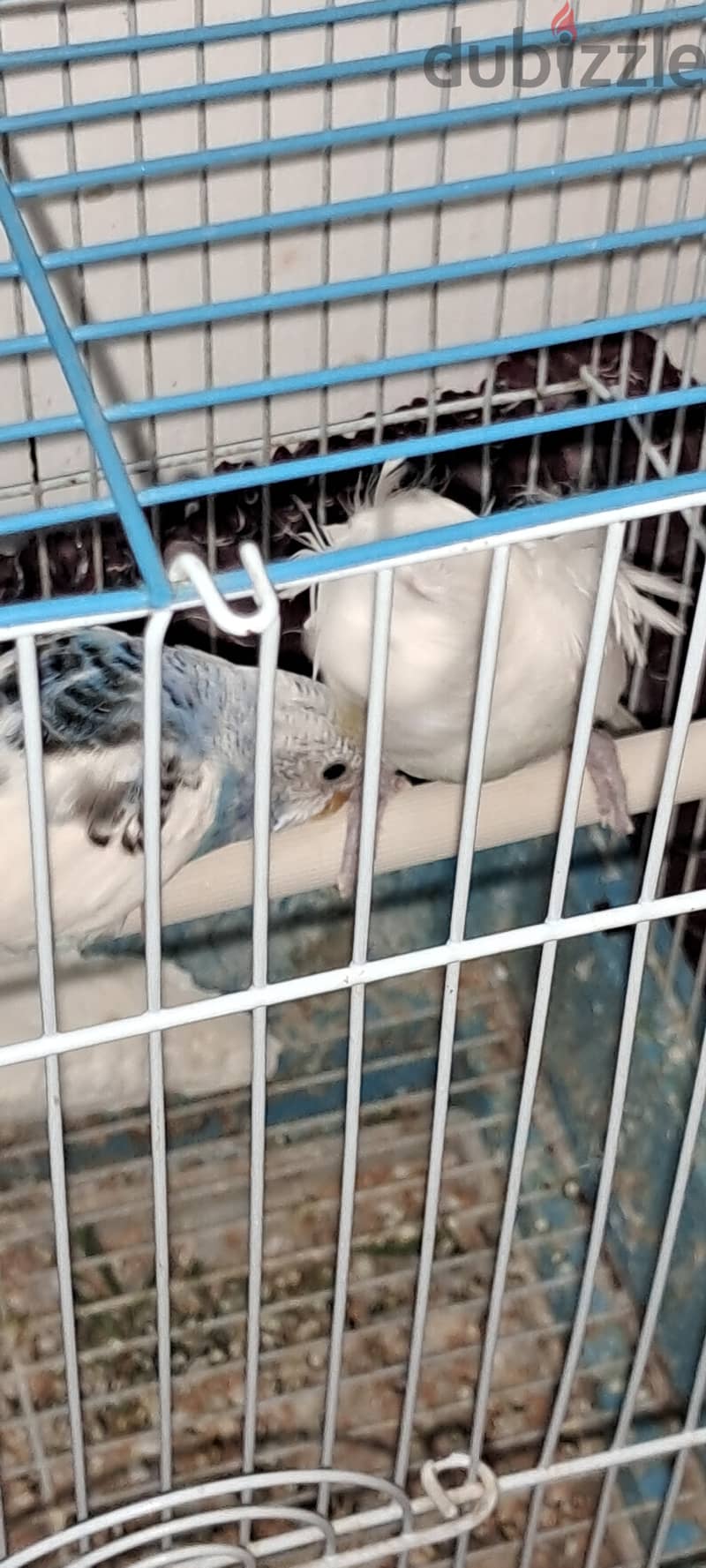 Healthy budgie pair is for sale 2