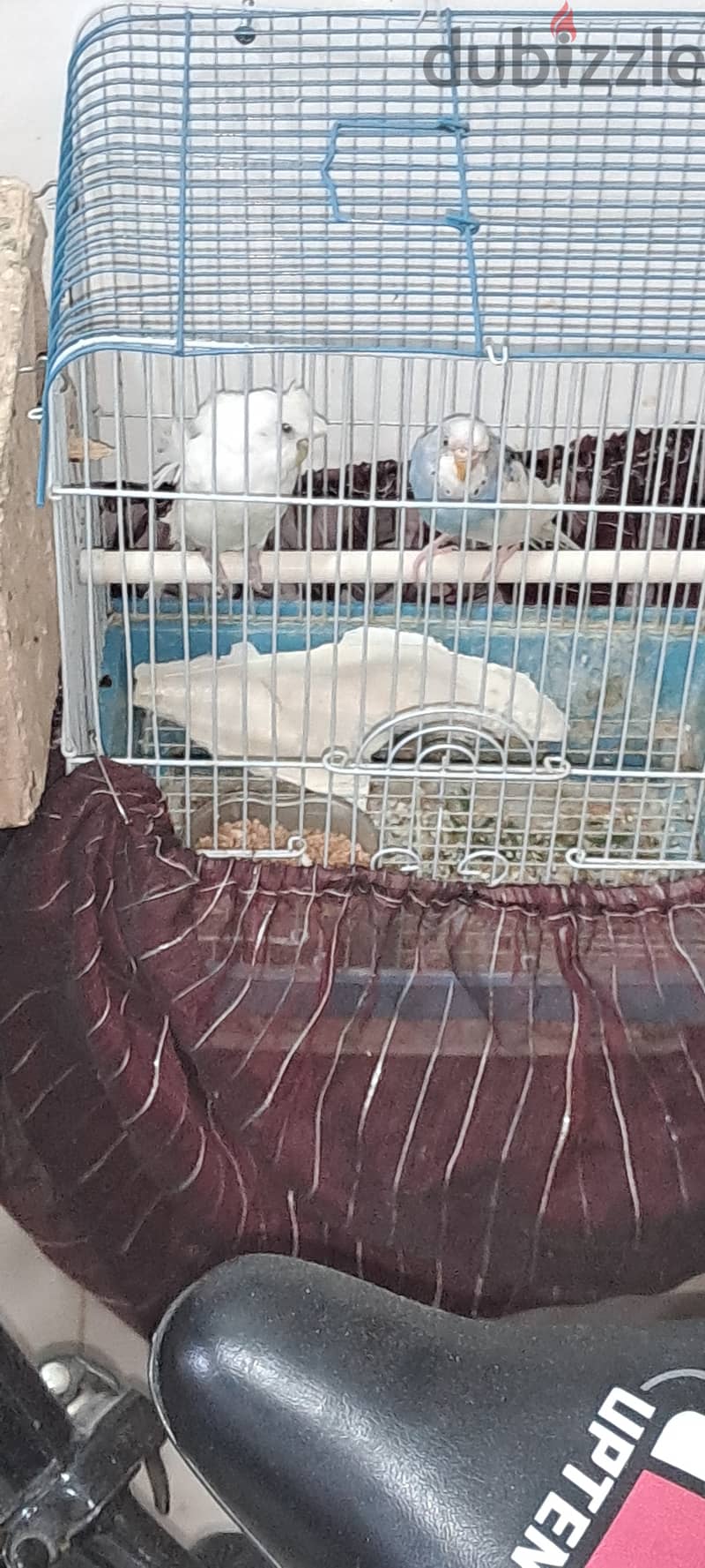 Healthy budgie pair is for sale 3