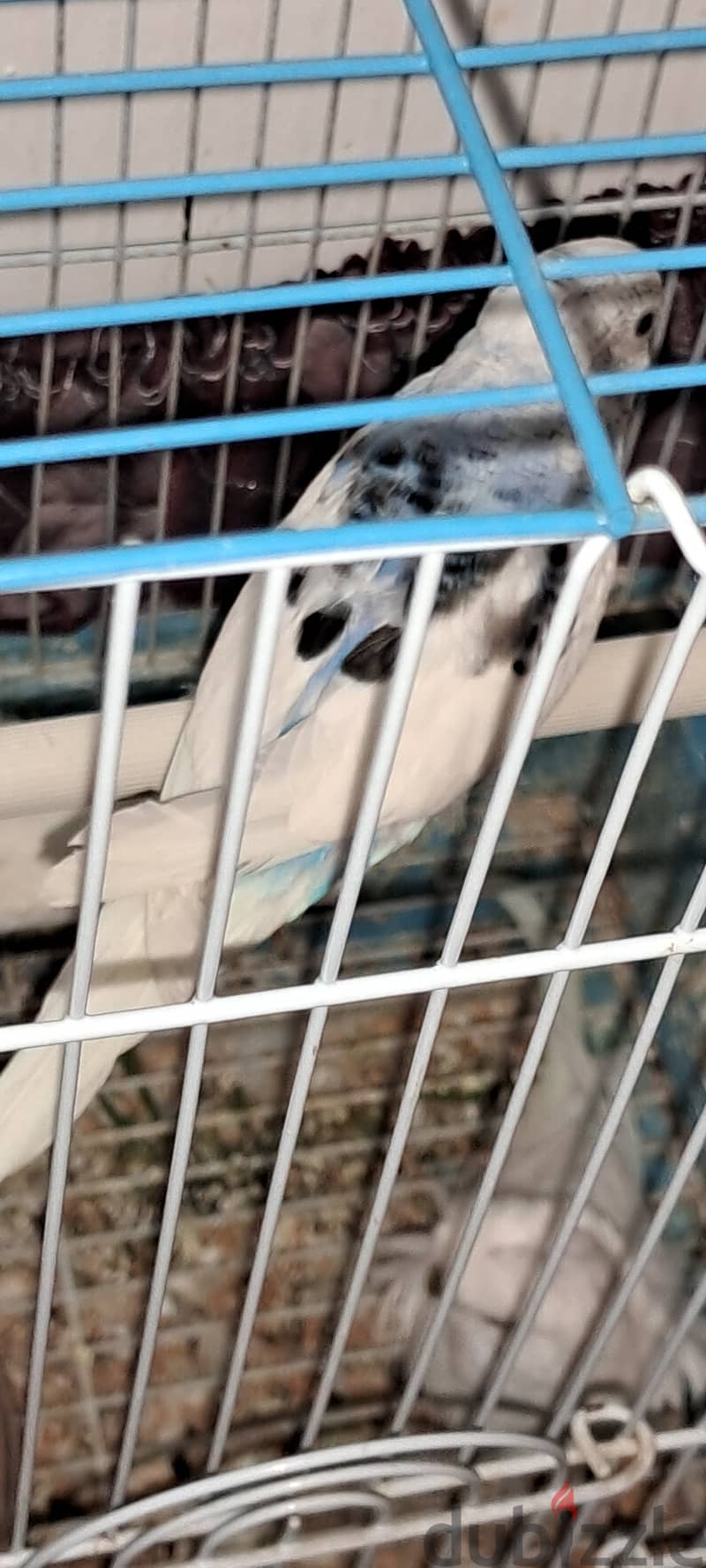 Healthy budgie pair is for sale 4