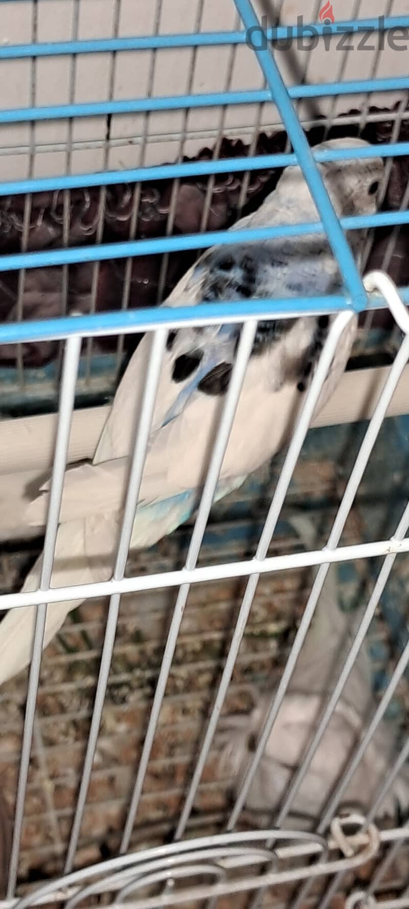 Healthy budgie pair is for sale 5