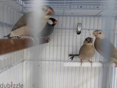 Pastel java split emo pair with 3 chiks