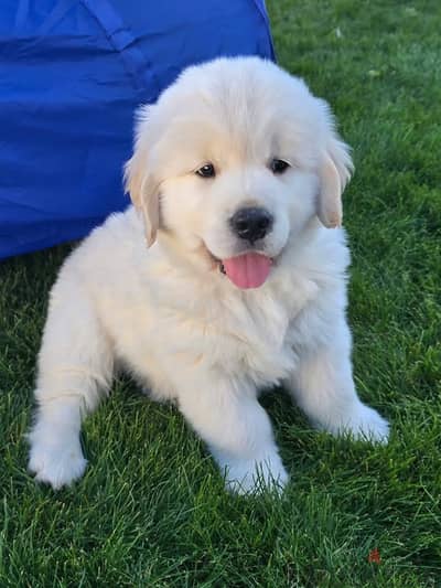 Golden Retriever//Whatsapp Me (+966) 588993320