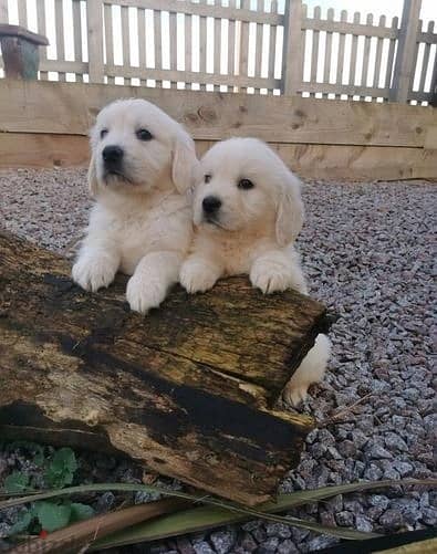 Golden Retriever//Whatsapp Me (+966) 588993320 1