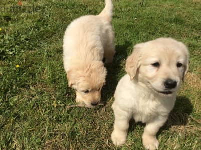 Golden Retriever//Whatsapp Me (+966) 588993320