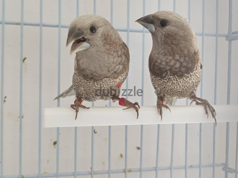 Pearl Brown Euro Bengalese Pair 3