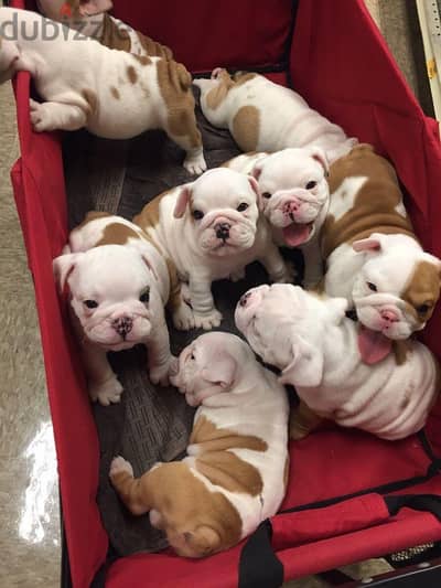 Adorable Bulldogs Puppies For Adoption
