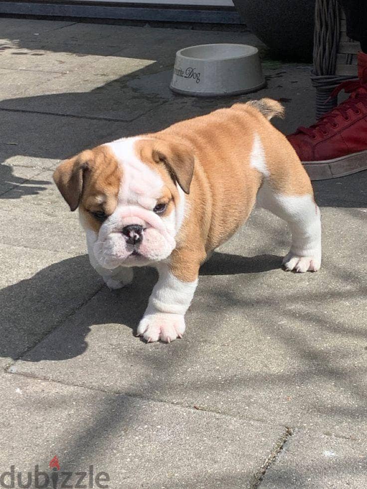 Adorable Bulldogs Puppies For Adoption 2