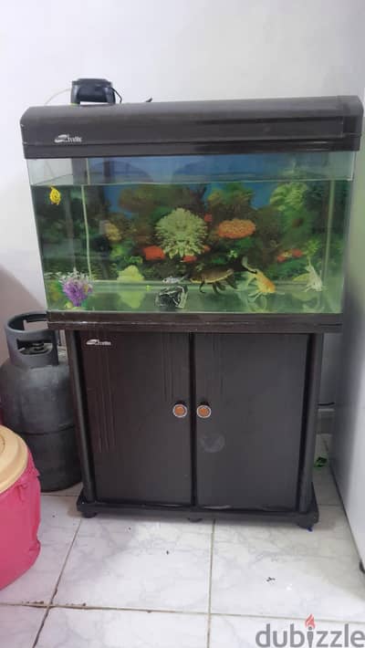 aquarium, fishes, motor