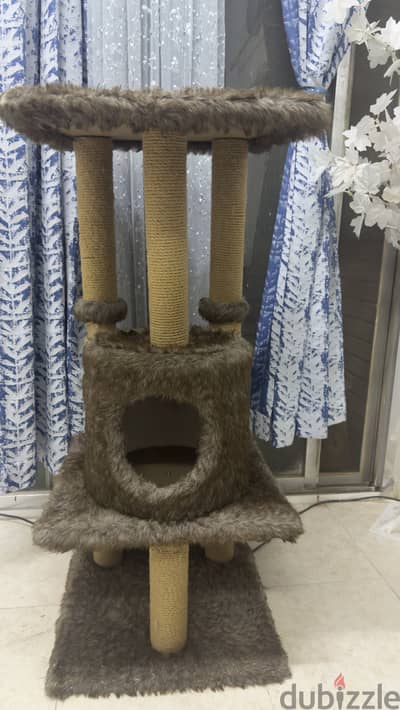 Cat scratching home