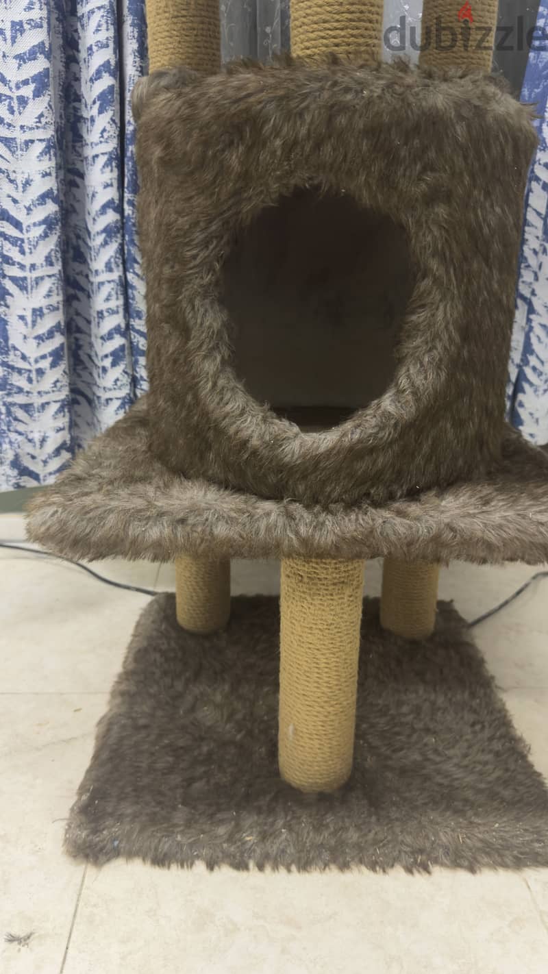 Cat scratching home 1