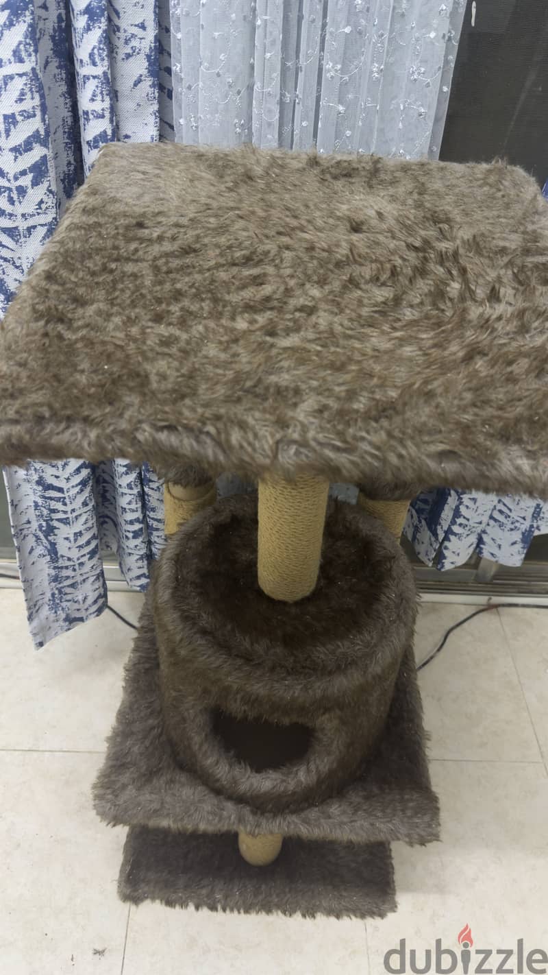 Cat scratching home 2