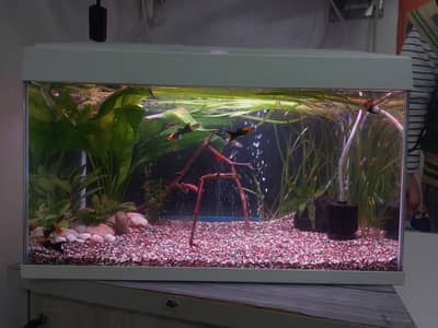 Planted Aquarium