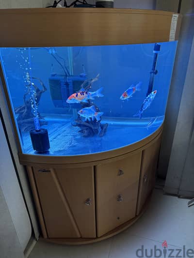 Large corner aquarium for sale with fish