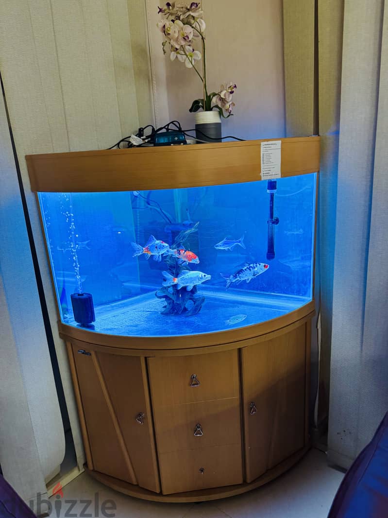 Large corner aquarium for sale with fish 1