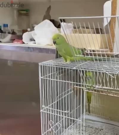 A pair (Male & Female) of Rose-ringed Parakeet for sale with cage