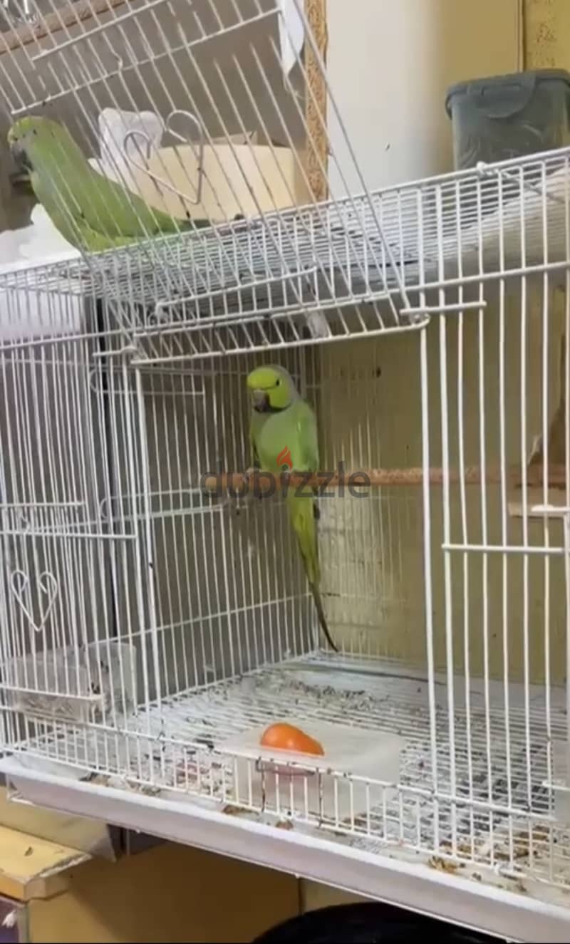 A pair (Male & Female) of Rose-ringed Parakeet for sale with cage 1