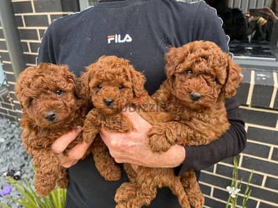 Toy Poodle Puppies//Whatsapp Me +966 (583)-921348