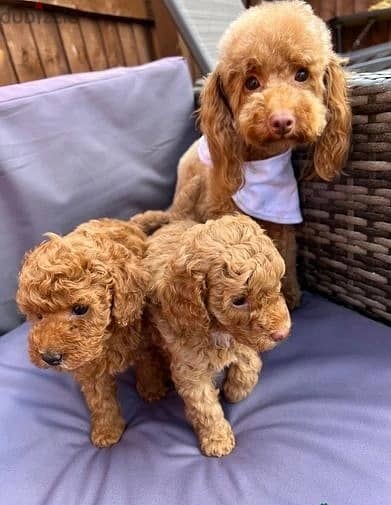 Whatsapp Me +966 (583)-921348//Toy Poodle Puppies