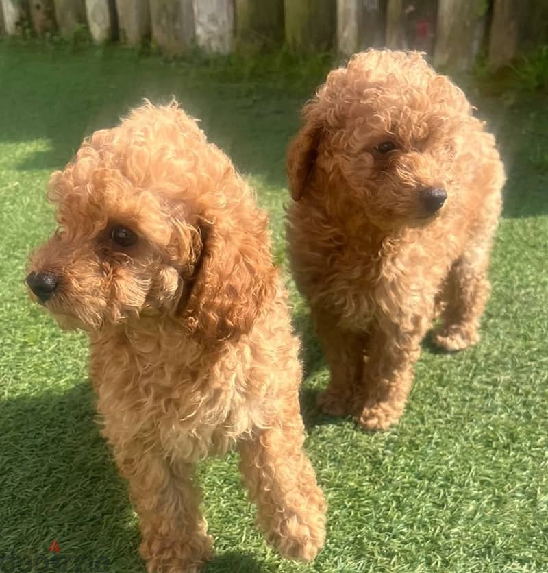 Whatsapp Me +966 (583)-921348//Toy Poodle Puppies 1