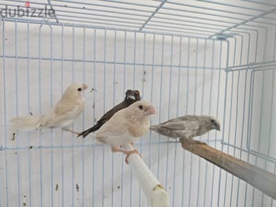 foster bengalese 4 piece avilable 2 red eye 2 crested