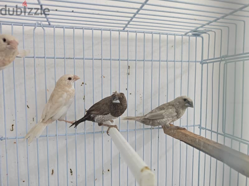 foster bengalese 4 piece avilable 2 red eye 2 crested 1