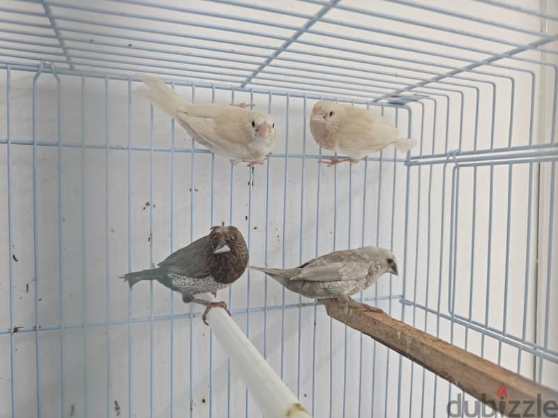 foster bengalese 4 piece avilable 2 red eye 2 crested 2