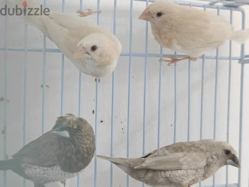 foster bengalese 4 piece avilable 2 red eye 2 crested 3