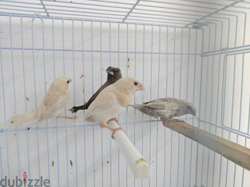 foster bengalese 4 piece avilable 2 red eye 2 crested 4